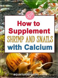 How to Supplement Shrimp and Snails with Calcium - Shrimp and Snail Breeder