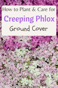 Learn how to plant and care for creeping phlox ground cover