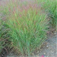 Buy Shenandoah Switch Grass Online | Free Shipping Over $130