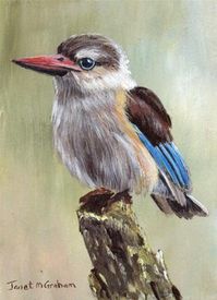 Daily Paintworks - "Brown Hooded Kingfisher ACEO" by Janet Graham