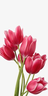 Tulip - Tulipa