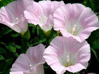 10 Morning Glory Flowers Seeds  Quantities: 10 Very easy to grow! any question, please contact me!