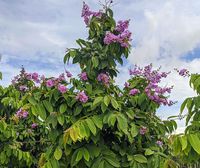 Queen Crape Myrtle Purple, Pride of India – Eureka Farms