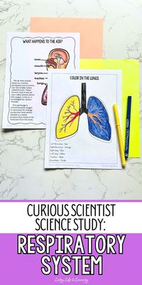 This fun and helpful Curious Scientist Science Study: Respiratory System Pack, introduces kids to the basic concept of how our lungs and the entire respiratory system work. This colorful printable pack includes 23 pages of various learning materials about the respiratory system including an introduction, book recommendations, worksheets, activity pages such as crossword puzzles, coloring pages, vibrant illustrations of respiratory parts, answer keys, and more!