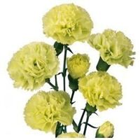 <strong>Green Miniature Carnation Flowers </strong>  Wholesale Bulk Fresh Cut Mini Carnation Spray are ideal for floral decorations for both small and large gatherings. Their cheerful and enticing appeal is complemented by affordability. Their presence at many weddings, school and church functions is a true blessing and are the perfect extra attraction during special events or fundraisers. <em>The Mini Carnations</em> are particularly suitable for conjuring up themes that portray island appeal.