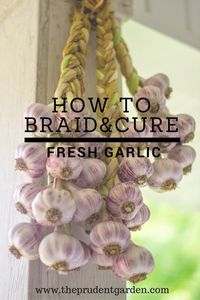 How to Braid and Cure Fresh Garlic - The Prudent Garden