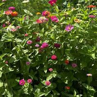 • Emily Altier • on Instagram: "This is my 3rd year saving zinnia seeds! Other flower seeds I’m saving for next year is sunflowers, cosmos and marigolds. Are you saving seeds like me? . . . . #zinniasofinstagram #zinniaseeds #growingzinnias #flowergarden #gardentime #gardendesign #gardenboxes #mycountryhome #mycountrygarden #gardenstyle #hgtvgardens #savingseeds #savingseedsfornextyear #gardenflowers #homestead #homesteadgardens #countrygarden"