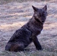 Melanistic black Coyote