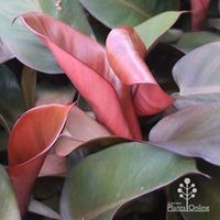 Philodendron Black Cardinal