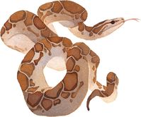 snake, watercolor, animal, ink, traditional, painting, watercolor, snake