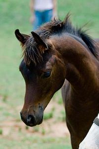 A Gorgeous Foal...what a face!