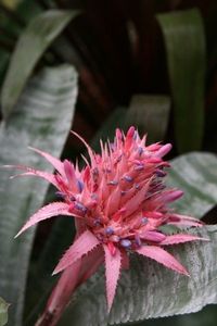 Caring For An Urn Plant - Information On The Urn Plant Bromeliad