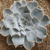 Succulent Echeveria Lilacina in the ground