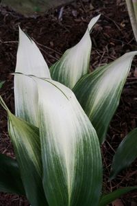 (aka: Aspidistra 'Asahi Improved') If you thought a snow cap was only good when shoveling sidewalks in winter, think again. Aspidistra elatior 'Snow Cap' is one of the greatest cast iron plant selections from Japan. Aspidistra 'Snow Cap' is somewhat similar to the popular Aspidistra 'Asahi', except that its white pattern of variegation is larger and persists year round compared to Aspidistra 'Asahi', which is brightest in winter. All white-tipped cast iron plants take a while to develop the white pattern, so please be patient with young plants. Aspidistra elatior 'Snow Cap' produces 30" tall, wide evergreen leaves, topped on the upper half with a vivid white flush. As with all plants with this much white, they are slightly less vigorous than their solid green counterparts. Aspidistra 'Snow