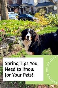 Top tips to keep your pets safe and happy this spring! Read more on my blog!