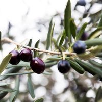 Arbequina Olive Trees for Sale | BrighterBlooms.com