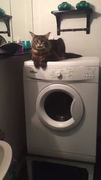 You might be having a bad day but here’s a fluffy cat on a washing machine.