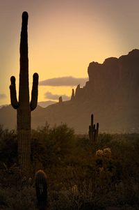 "The Wild Wild West"     #Arizona #desert #landscape #sepia #SonoranDesert