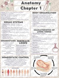 This is an Anatomy and Physiology Chapter One information poster/study guide/cram session/printable note guide. It covers the topics: body organization, organ systems, homeostasis, feedback loops, characteristics of living things, homeostatic control, directional terms, body cavities (dorsal and ventral), and serous membranes. Perfection for biology, anatomy, physiology, and other medicine related courses. I created these notes in Anatomy and Physiology I as a Pharmacy student at the University