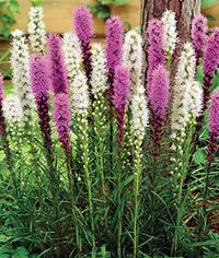 If you are looking for plumes of purple flowers for your landscape, then consider planting the native prairie wildflower Liatris spicata, commonly called blazing star. This heat loving native perennial attracts butterflies, bees, and other pollinators and flourishes when other plants are wilting under the summer sun. Find out how to grow and care for blazing star flowers now on Gardener’s Path. #blazingstar #liatris #gardenerspath