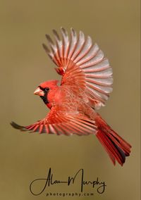 Cardinalis cardinalis: Found in southeastern North American, then west to parts of the southwest and southern California and south through Mexico to Guatemala.