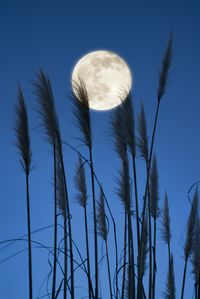 Beautiful Nature — jugda: Full Moon Feather Fluffer (by Lee Sie)