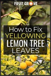 Lemon trees are notorious for showing discoloration on their leaves the minute they are under stress. The question is, what is causing the stress? What exactly does it mean when there are yellow leaves on a lemon tree? And, more importantly, how do you fix it? Yellowing leaves is a common problem for all citrus trees, but there are usually simple solutions. Pin this post to learn the different reasons for a lemon tree’s yellow leaves, as well as what to do about it.