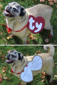 9 Best Last Minute & DIY Dog Halloween Costumes | SO Easy!