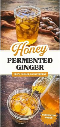 Dive into the world of honey fermented ginger, a tasty and healthful addition to your fermented foods & fermentation recipes collection. With just ginger and raw honey, you can boost your immune system and enjoy the anti-inflammatory properties of ginger. Great for those interested in long term food storage and herbs for health. Find more at growforagecookferment.com.