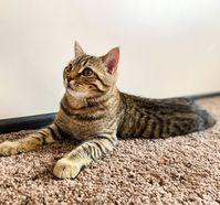 How to remove cat urine from carpet