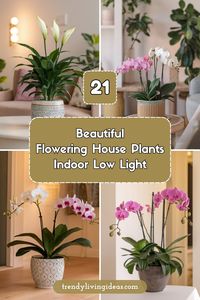 Best Indoor Flowering Plants for Low Light Brighten up your low-light spaces with these 21 beautiful flowering plants that thrive indoors! 🌼💚 No need for direct sunlight—just vibrant blooms perfect for any room! 🌱✨ Add some natural beauty to your home with easy-care plants like Peace Lilies and Orchids! 🪴🌸 #IndoorBlooms #FloweringPlants #LowLightLovers #HomeInspo #EasyCarePlants #PlantDecor #IndoorJungle #NatureLovers