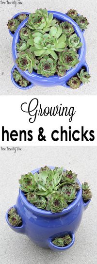 Tips and tricks for growing hens and chicks!