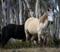 The Snowy Mountains Brumby/Brumbies | Flickr