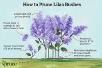 How to Prune Lilac Bushes