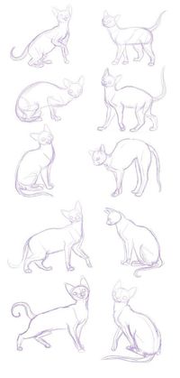 drawing reference, cats drawing reference, cat images, cat pictures, cat drawing tutorial, cat drawing ideas, cute cat, cat drawings simple, cat hand drawing, cat drawing realistic, cat eye drawing, cat drawing sketches, drawing cat