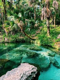 Rock Springs at Kelly Park is one of our favorite places for tubing, kayaking, and camping in Florida. This natural spring near Apopka is like a natural lazy river that's crystal clear year round. It's the perfect summer day trip in Central Florida.