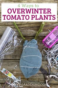 Can Tomato Plants Survive Winter? Yes! Here are 4 Ways to Do It