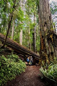 11 Incredible Things to Do in Cannon Beach — Uprooted Traveler