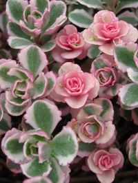 Sedum spurium 'Tricolor'. Creeping Stonecrop. Ground cover plant - especially good for hot, dry sites with poor soil. Also good for pots & mixed containers. Deciduous.