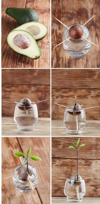 how to grow an avocado tree - Imgur