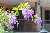 Duranta erecta (Golden Dewdrop)