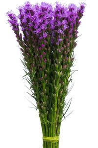 Purple Liatris is a vibe purple flower. Liatris Stars Long spikes in purple, bottlebrush like flowers will beautifully adorn your border from mid to late summer. Liatris is a favourite amongst flourists as it makes an excellent long lasting cut flower. Stem lengths available: 50, 60, 70, 80 cm. Check the information box below for cm to inches conversion.