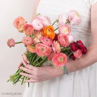 Spring Ranunculus Mixed Box | Flower Moxie Bulk Flowers