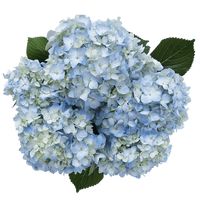 The box contains 80 stems of blue or light blue Hydrangeas. Stems are 18" to 22" long. And the diameter of the head is 5" to 8".Your flowers and roses are shipped absolutely fresh, direct from the greenhouses to you via FedEx. Globalrose sells wholesale flowers and wholesale roses at prices that are usually lower than most local wholesalers. All our flowers and roses are cut specially for you, your loved one or special event (wedding, party, fundraising event, birthday or holiday), 3 days before