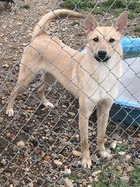 Gurdon, AR, Precious, Female, 1 year old , Adopted May 2018