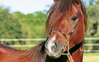 Caspian Horses: small, ancient, interesting.