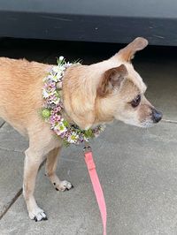 Today was Mocha’s 14th birthday so I made this flower collar for her. She’s a small dog so the collar is pretty lighteeight. The flowers I used are Montecasino, Wax Flower, Nigella, and Seeded Eucalyptus.