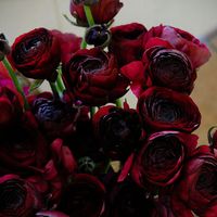 Ranunculus Bulbs (Fall-Planted) - Black | Flower Bulbs | Eden Brothers