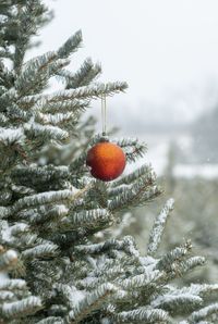 Rusty Gate Tree Farm Christmas Tree Farm