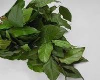 Preserved Lemon Leaf (Salal) Bunches of dried salal (lemon leaf) leaves make a wonderful filler and background foliage for wreaths, dried flower arrangements, table centerpieces, mantel decorations, or bouquets. These all-natural dried salal leaves have been preserved carefully so they will look beautiful for a long time. The smooth, almost glossy leaves of salal (lemon leaf) plants make them a perfect addition to many projects and themes. Product: Preserved Lemon Leaf (Salal) Colors: Main Image